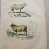 Engraving Buffon XIX Eme belier sheep countryside breeding plain shabby rustic chic farm