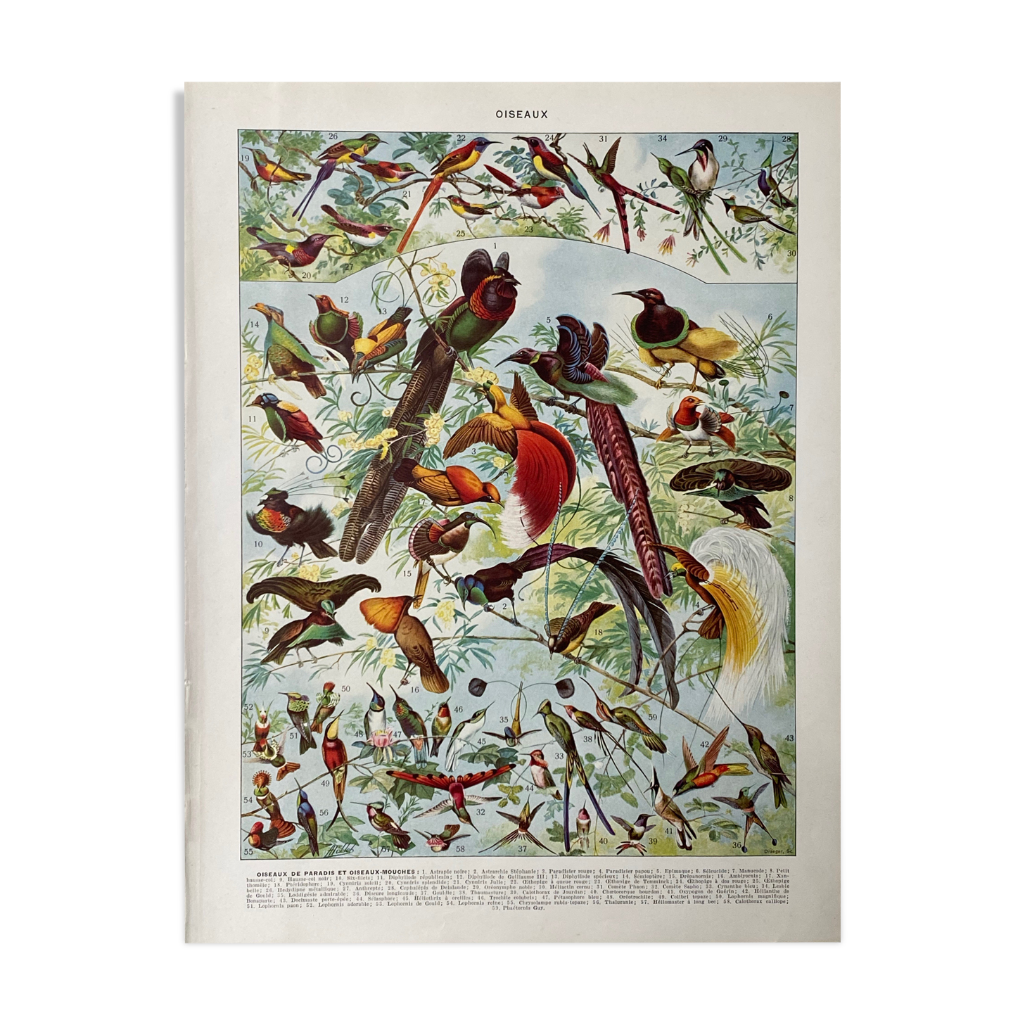 Old illustration Millot "Birds of Paradise"