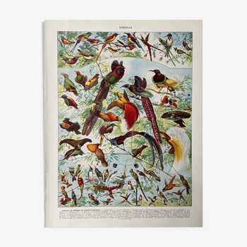 Illustration ancienne Millot "Oiseaux de Paradis"