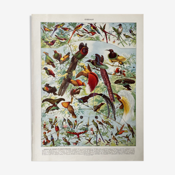 Old illustration Millot "Birds of Paradise"