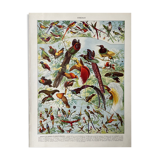 Illustration ancienne Millot "Oiseaux de Paradis"