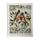 Illustration ancienne Millot "Oiseaux de Paradis"