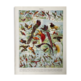 Illustration ancienne Millot "Oiseaux de Paradis"