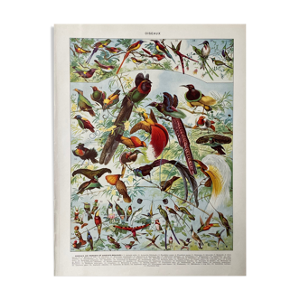 Illustration ancienne Millot "Oiseaux de Paradis"