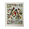 Illustration ancienne Millot "Oiseaux de Paradis"