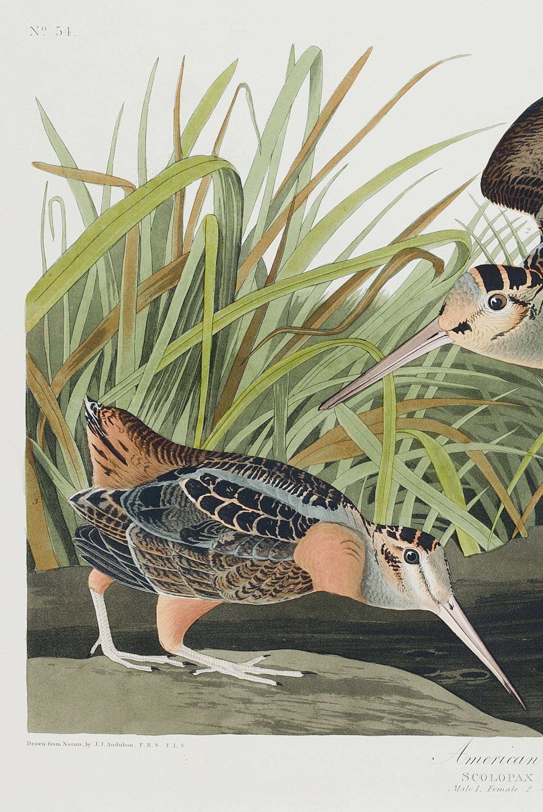 Affiche sur la Bécasse d’Amérique, d’après une gravure ancienne de 1827.