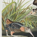 Affiche sur la Bécasse d’Amérique, d’après une gravure ancienne de 1827.