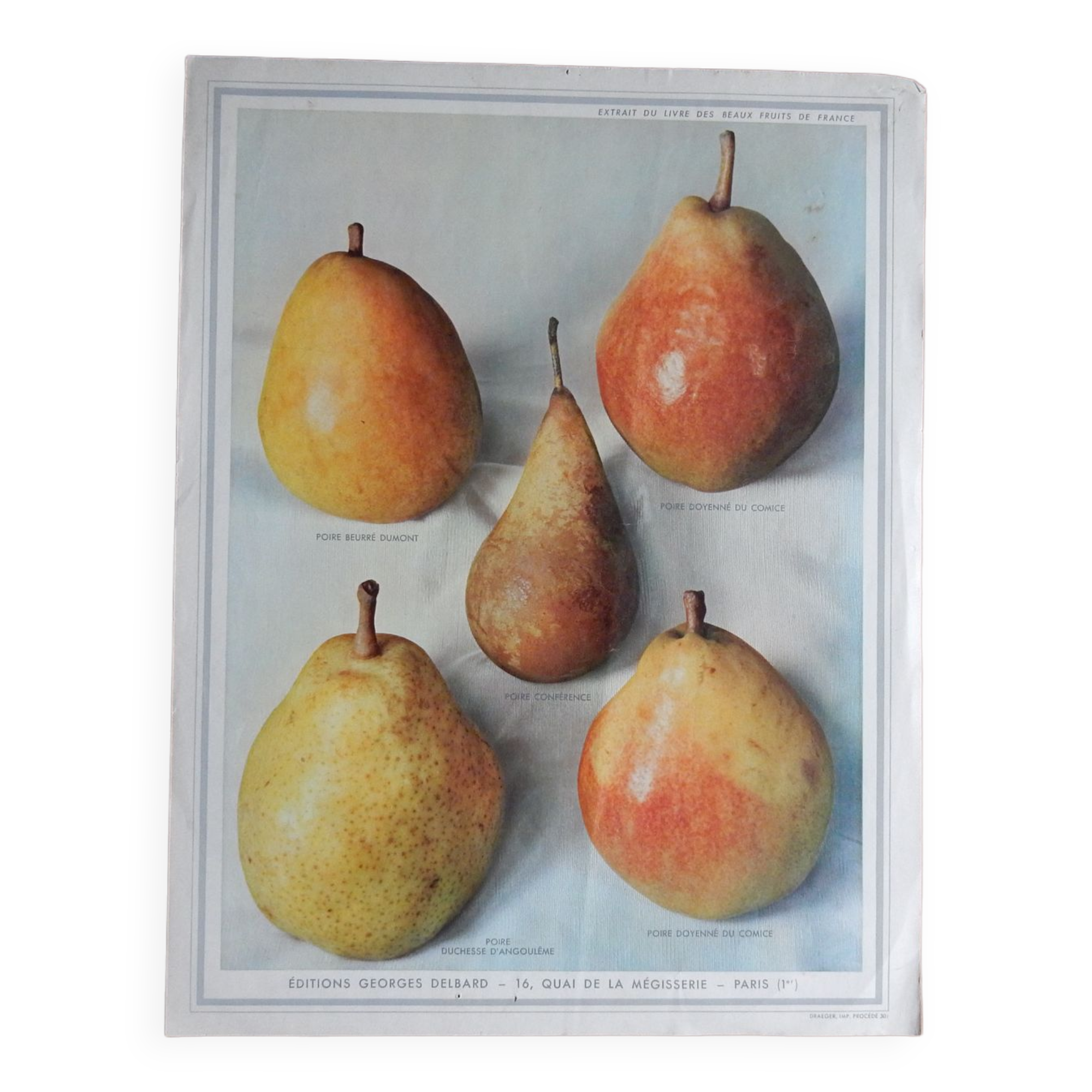 1947 pedagogic poster on pears