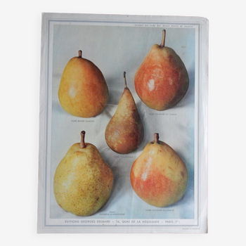 1947 pedagogic poster on pears