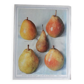 1947 pedagogic poster on pears
