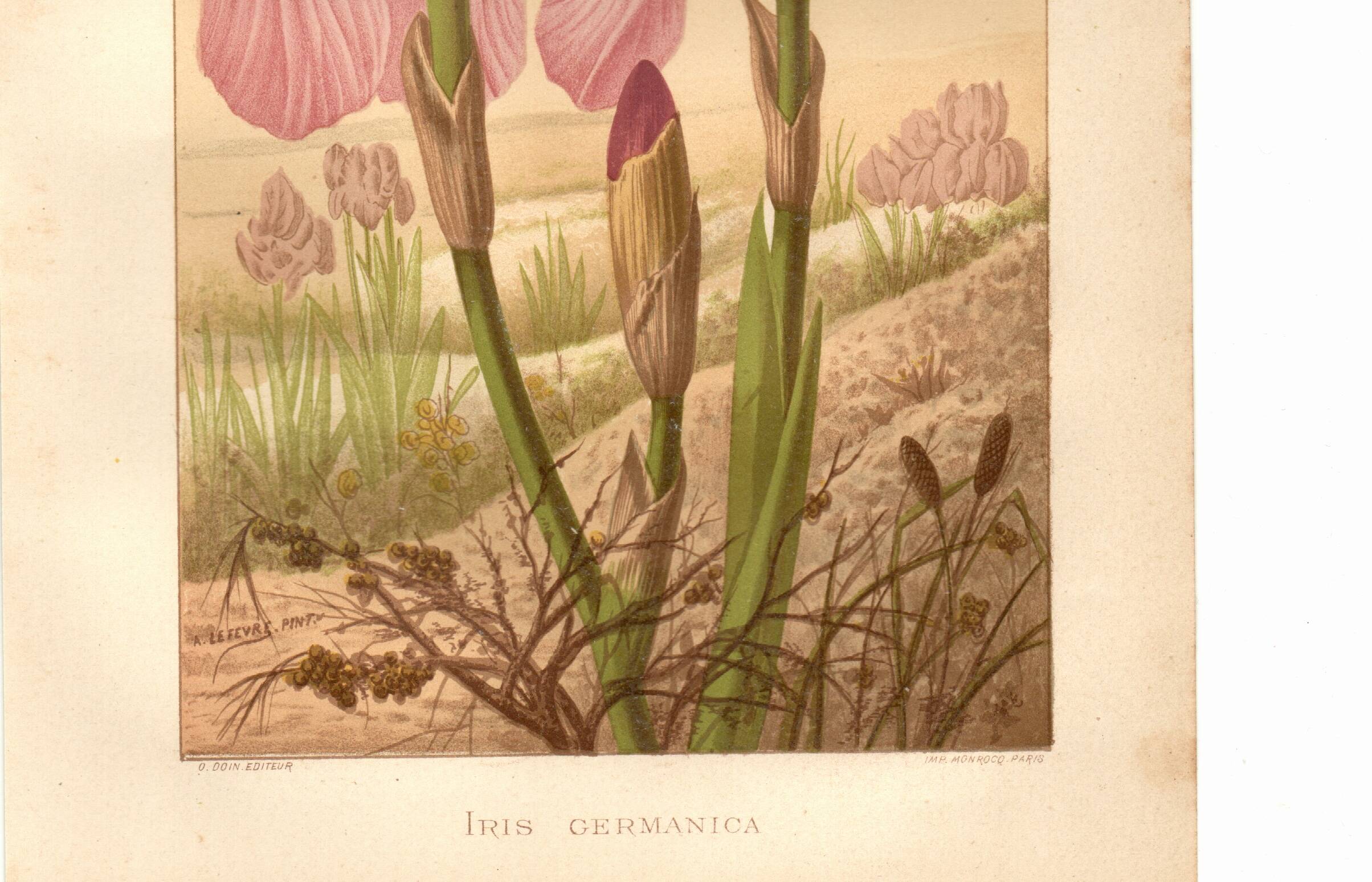 Old engraving from 1889 - Violet iris. Botanical plate of wild flower.