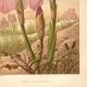 Old engraving from 1889 - Violet iris. Botanical plate of wild flower.