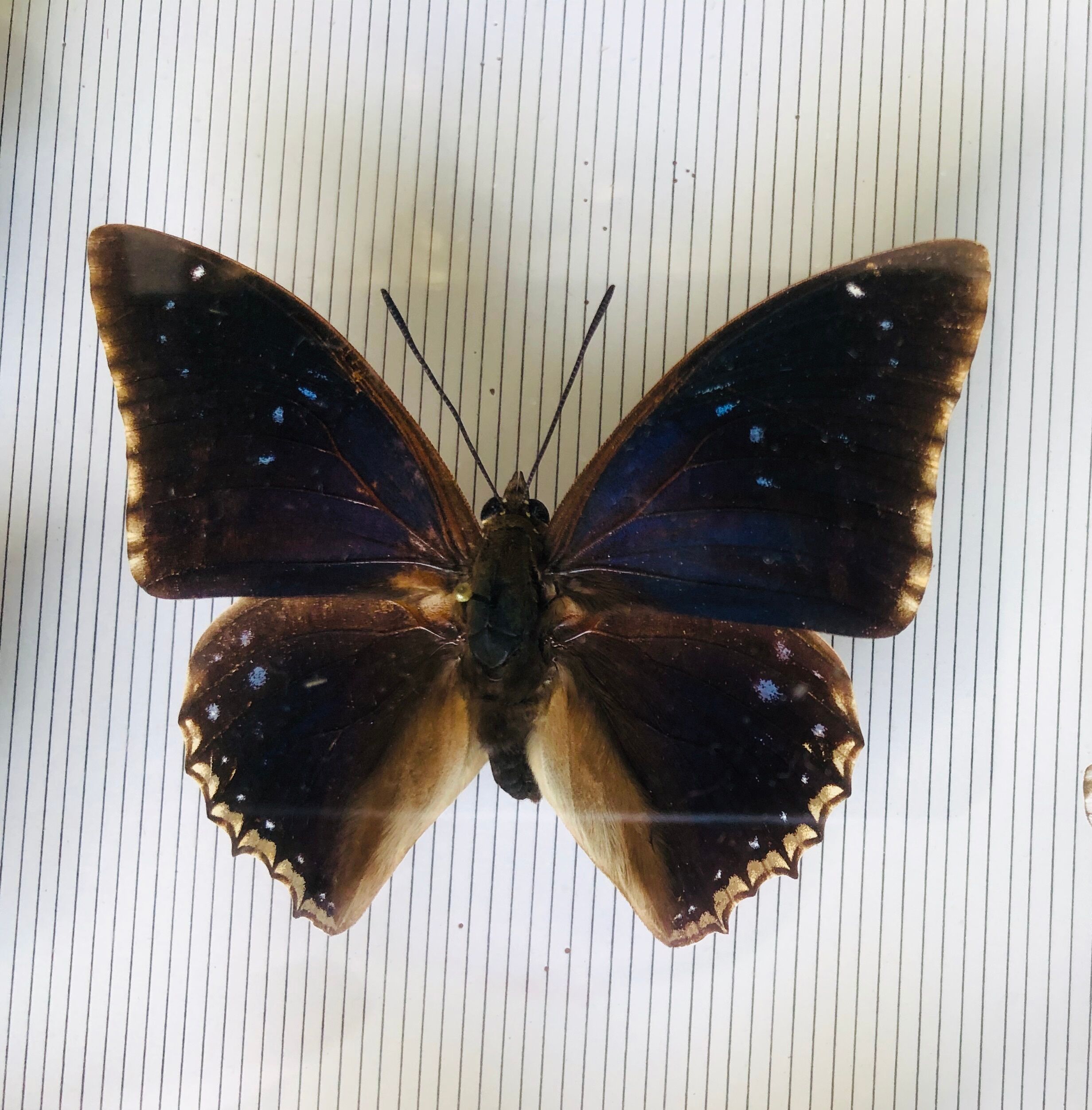 Entomological box of 19 butterflies
