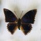 Entomological box of 19 butterflies