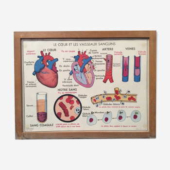 Affiche scolaire cœur et vaisseaux sanguins / absorption 1960 vintage
