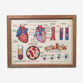 School poster heart and blood vessels / vintage 1960 absorption