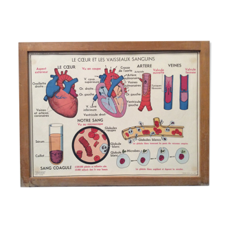 School poster heart and blood vessels / vintage 1960 absorption