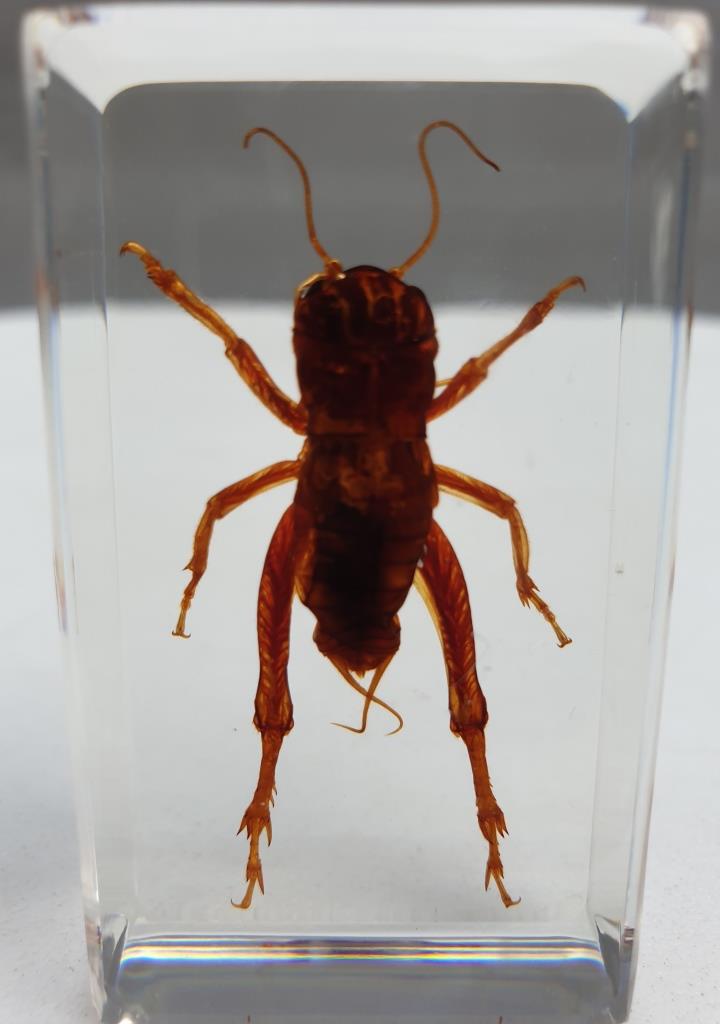 Insect under resin Pakistan giant cricket
