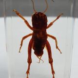 Insect under resin Pakistan giant cricket