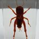 Insect under resin Pakistan giant cricket