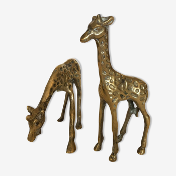 Pair of two giraffes