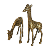 Pair of two giraffes