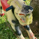 Cheval à roulettes
