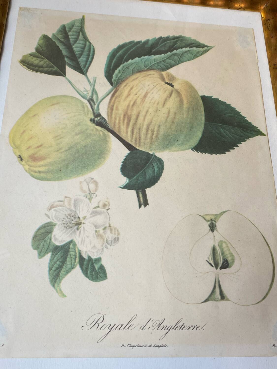 Botanical poster, Langlois print, Royal apple of England
