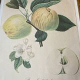 Botanical poster, Langlois print, Royal apple of England