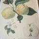 Botanical print, Langlois print, Royal Apple of England