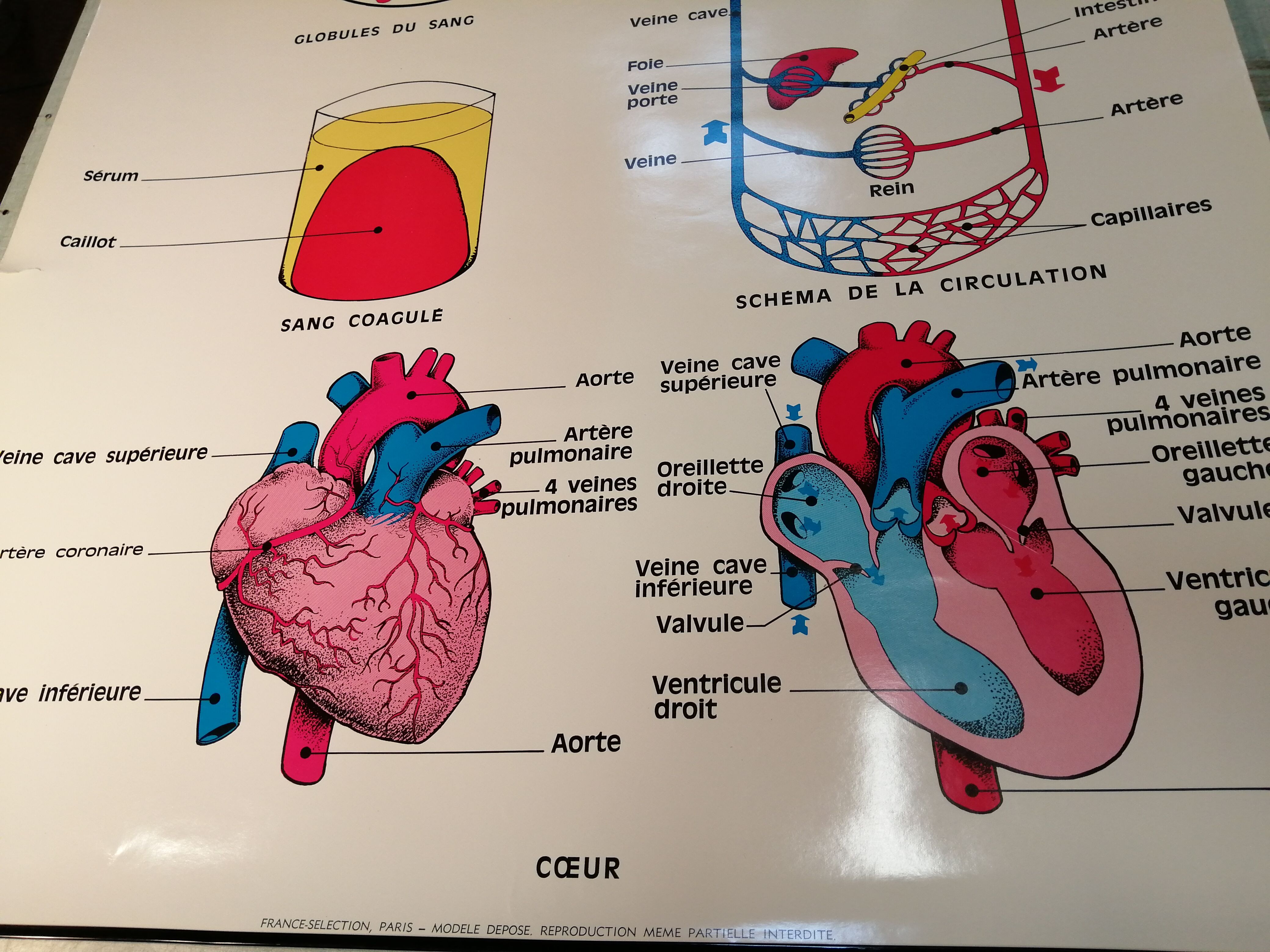 Anatomy School Poster - Vintage
