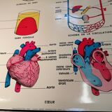 Anatomy School Poster - Vintage
