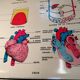 Affiche scolaire d'anatomie - Vintage