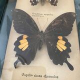 Frame of stuffed butterflies