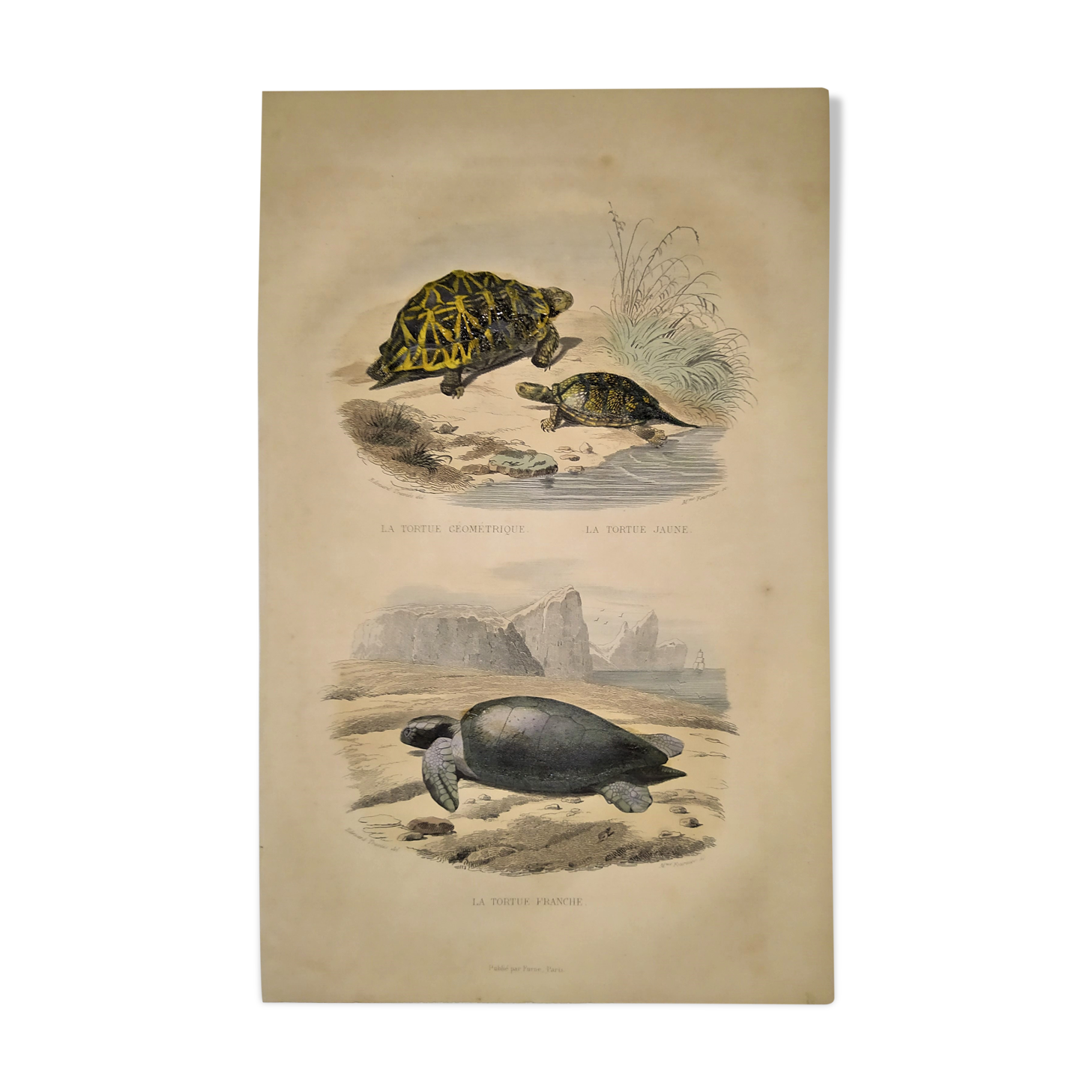 Original zoological plate of 1839 " geometric turtle"