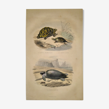 Planche zoologique originale de 1839 " tortue géométrique"