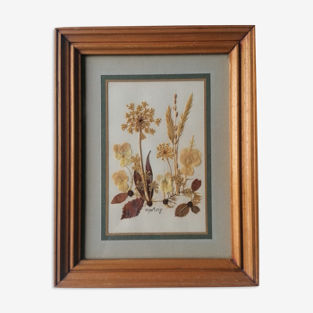 Tableau herbier authentique