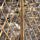 Vintage 4-sided rattan screen
