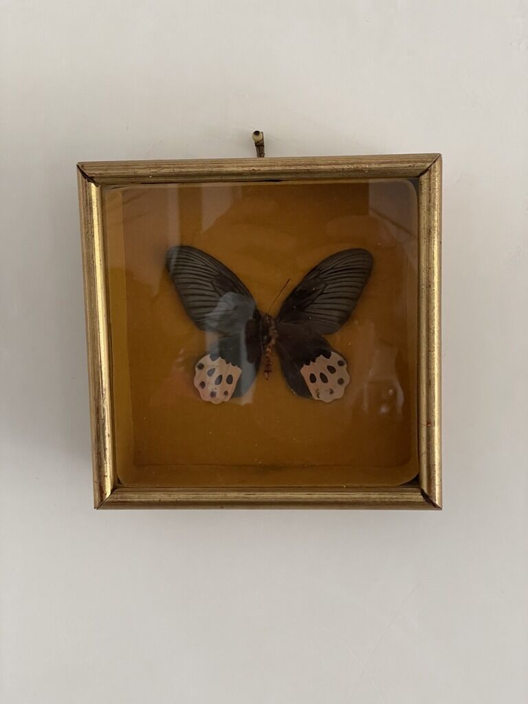 Boite antomologique avec papillon