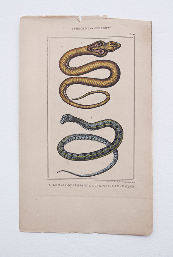 Lithography engraving vintage snakes - 1850