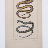 Lithography engraving vintage snakes - 1850