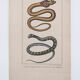 Lithography engraving vintage snakes - 1850