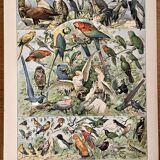Lithograph on birds (parrot) - 1900
