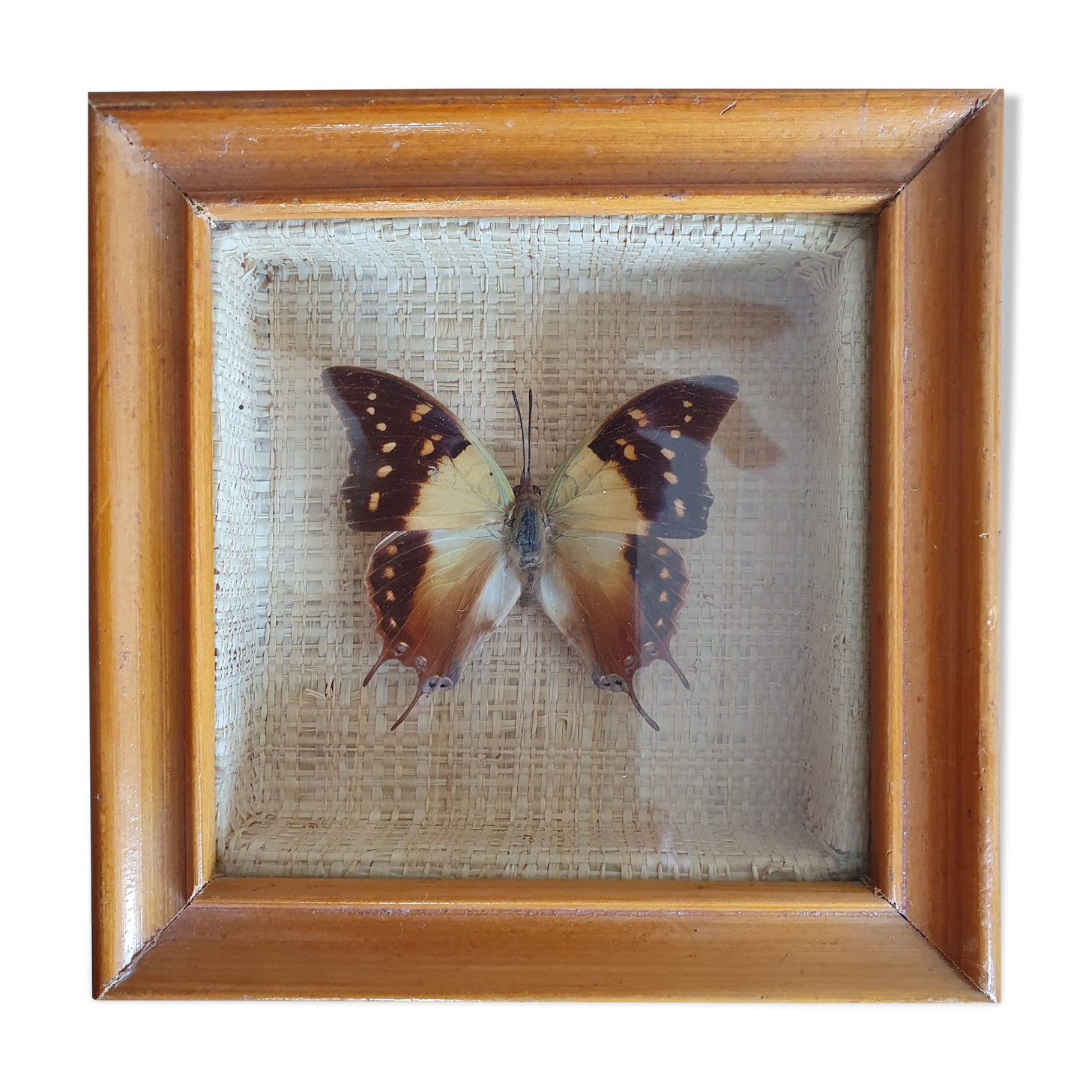 Naturalized butterfly