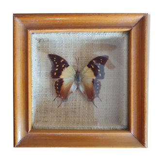 Naturalized butterfly