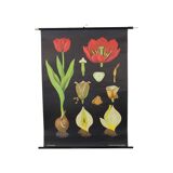 Large Vintage School Card Tulip Flowers Jung Koch Quentell 117cm