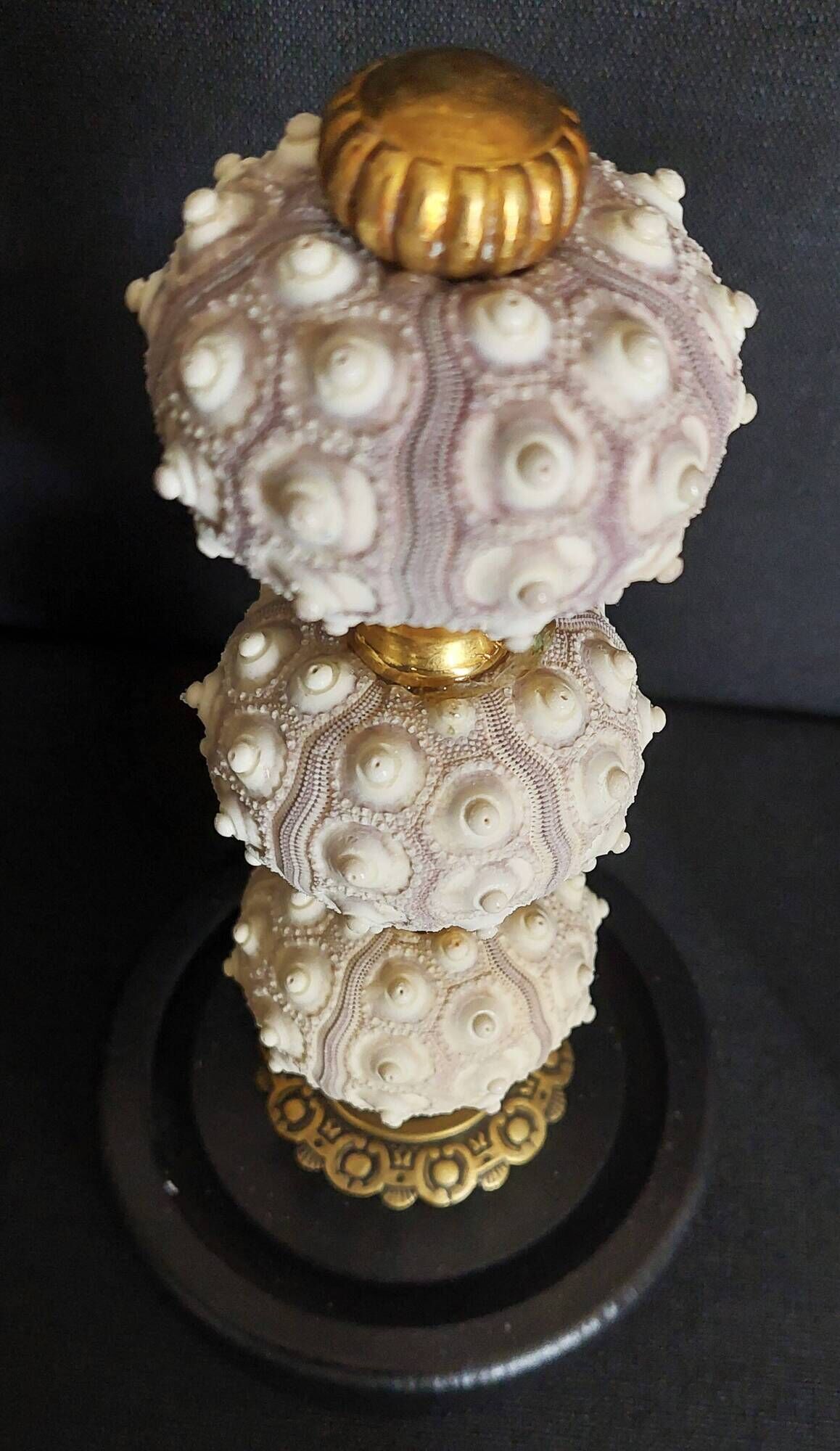 Cabinet de Curiosités globe avec oursins phyllacanthus imperialis