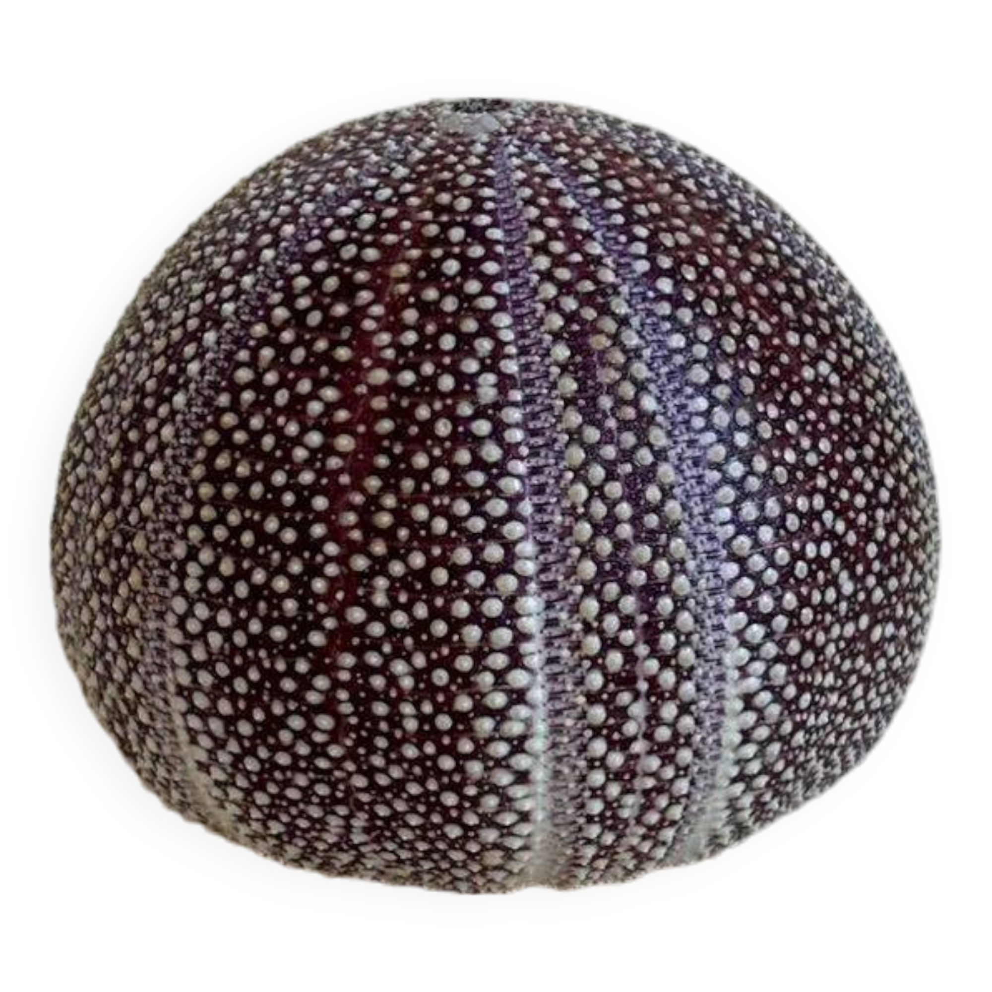 Sea urchin entomology