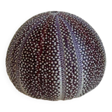 Sea urchin entomology
