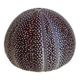 Entomologie d'oursin